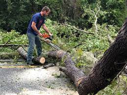 Best Tree Risk Assessment  in Brownwood, TX