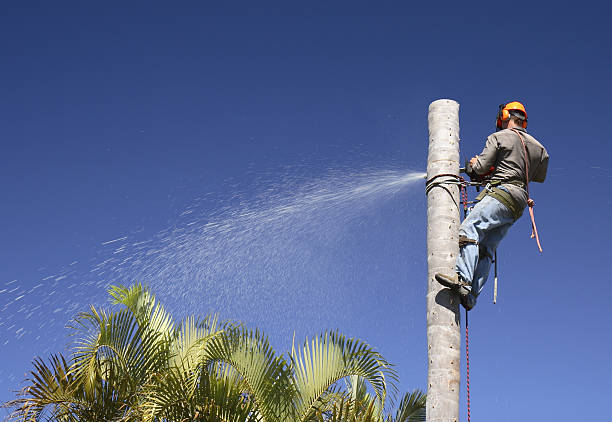  Brownwood, TX Tree Care Pros