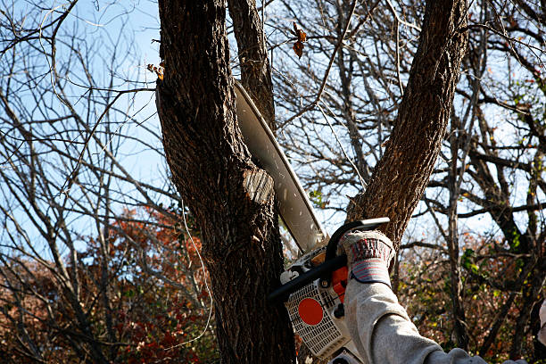 Best Tree Cabling and Bracing  in Brownwood, TX