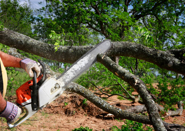 Lawn Renovation and Restoration in Brownwood, TX